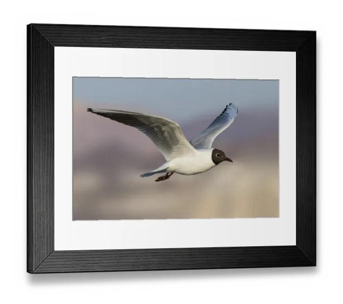 Framed Print : Black-headed Gull (Chroicocephalus ridibundus) flying