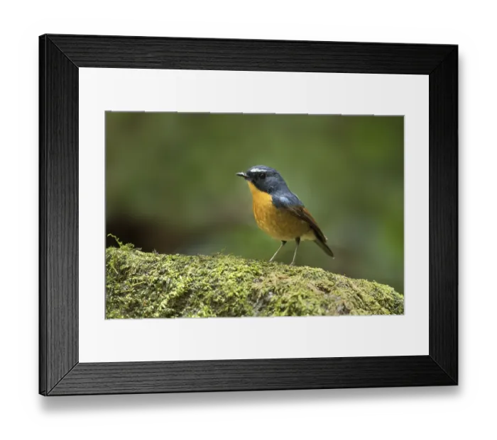 Framed Print : Snowy-browed Flycatcher (Ficedula hyperythra) male Framed Print : Snowy-browed Flycatcher (Ficedula hyperythra) male
