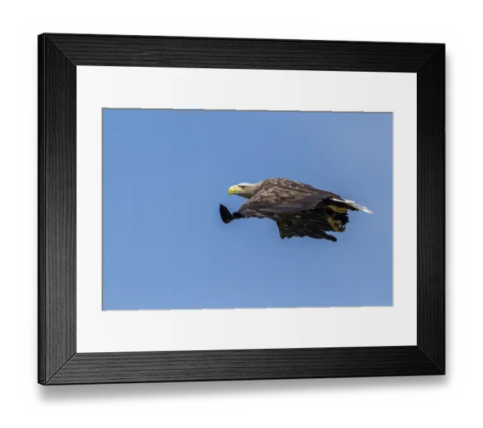 Framed Print : White-tailed Eagle (Haliaeetus albicilla) flying Framed Print : White-tailed Eagle (Haliaeetus albicilla) flying