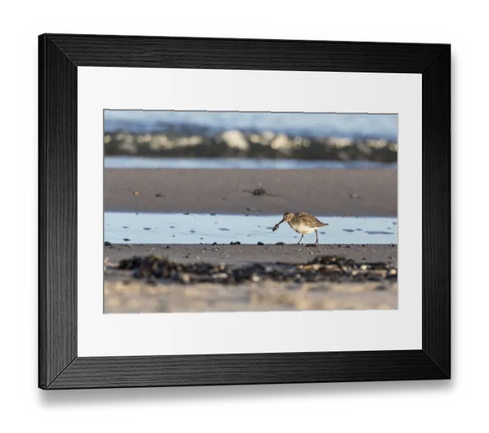 Framed Print : Dunlin (Calidris alpina) foraging on shoreline Framed Print : Dunlin (Calidris alpina) foraging on shoreline