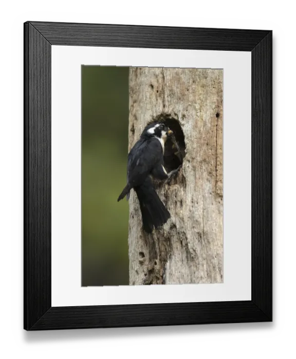 Framed Print : Black-thighed Falconet (Microhierax fringillarius) at nesting hole Framed Print : Black-thighed Falconet (Microhierax fringillarius) at nesting hole