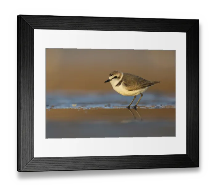 Framed Print : Kentish Plover (Charadrius alexandrinus) on beach