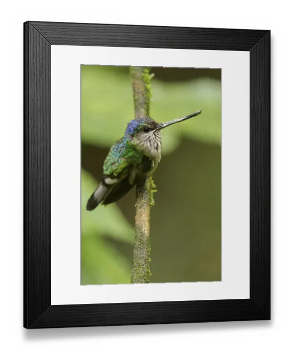 Framed Print : Tooth-billed Hummingbird (Androdon aequatorialis) perched on a branch in the Andes mountains of Colombia Framed Print : Tooth-billed Hummingbird (Androdon aequatorialis) perched on a branch in the Andes mountains of Colombia