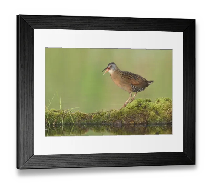 Framed Print : Virginia Rail (Rallus limicola) calling