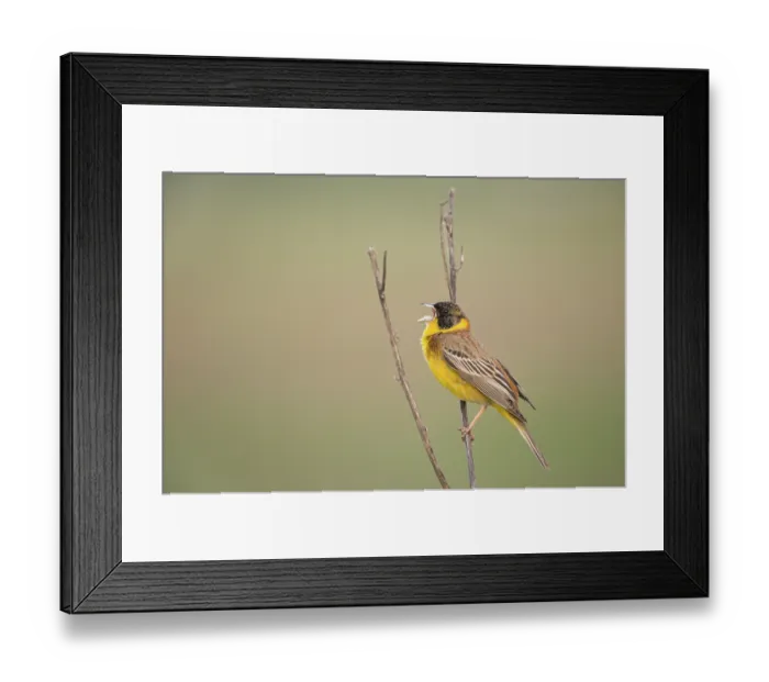 Framed Print : Black-headed Bunting (Emberiza melanocephala) male singing
