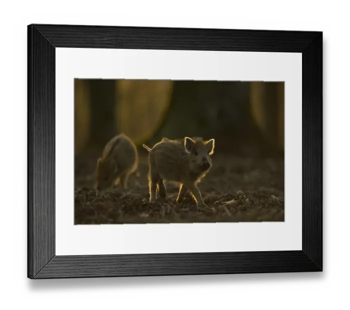 Framed Print : Wild Boar (Sus scrofa) piglets foraging in evening sun