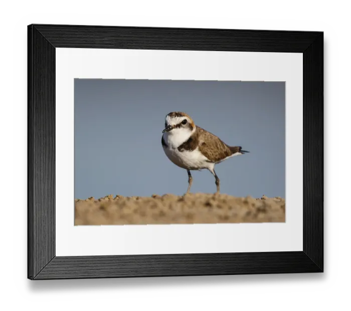 Framed Print : Kentish Plover (Charadrius alexandrinus) male