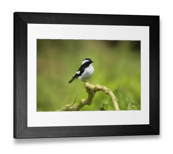 Framed Print : Little Pied Flycatcher (Ficedula westermanni) male perched on a branch Framed Print : Little Pied Flycatcher (Ficedula westermanni) male perched on a branch