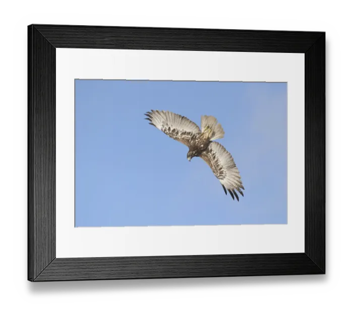 Framed Print : White-tailed Hawk (Geranoaetus albicaudatus) juvenile flying Framed Print : White-tailed Hawk (Geranoaetus albicaudatus) juvenile flying