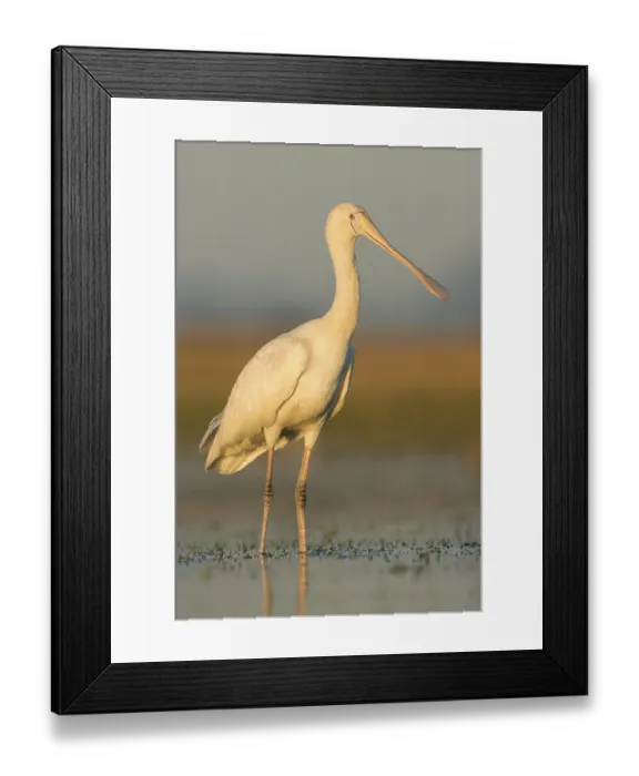 Framed Print : Yellow-billed Spoonbill (Platalea flavipes) foraging