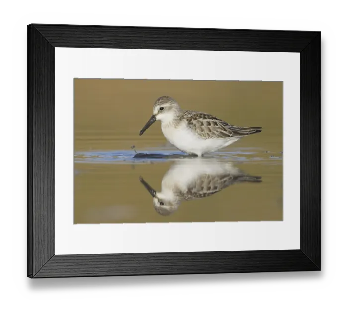 Framed Print : Western Sandpiper (Calidris mauri) Framed Print : Western Sandpiper (Calidris mauri)