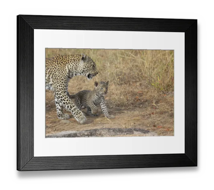 Framed Print : Leopard (Panthera pardus) female with cub walking in grassland