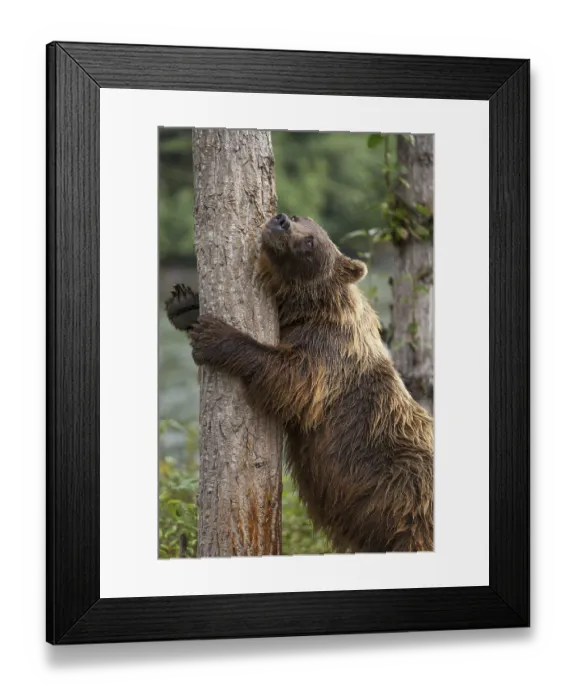 Framed Print : Grizzly Bear (Ursus arctos horribilis) hugging tree