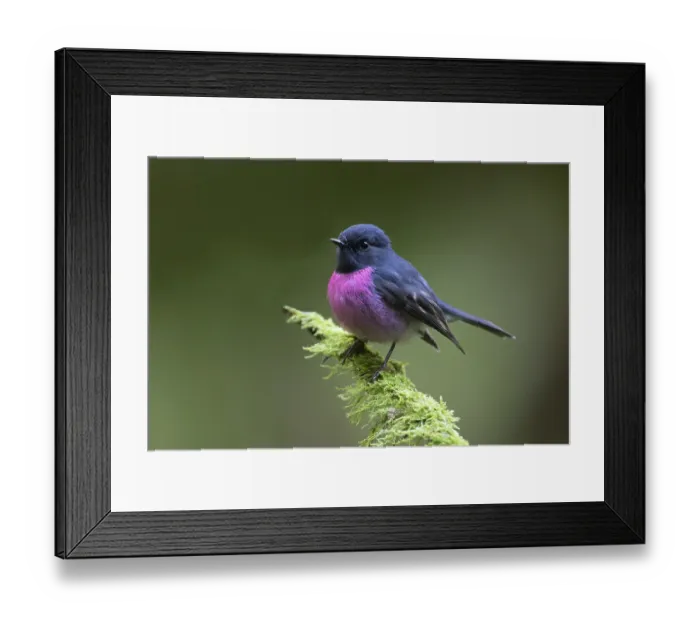 Framed Print : Pink Robin (Petroica rodinogaster) male perched on a mossy branch