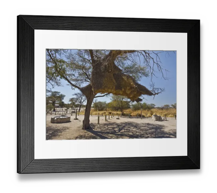 Framed Print : Sociable Weaver (Philetairus socius) nests in tree