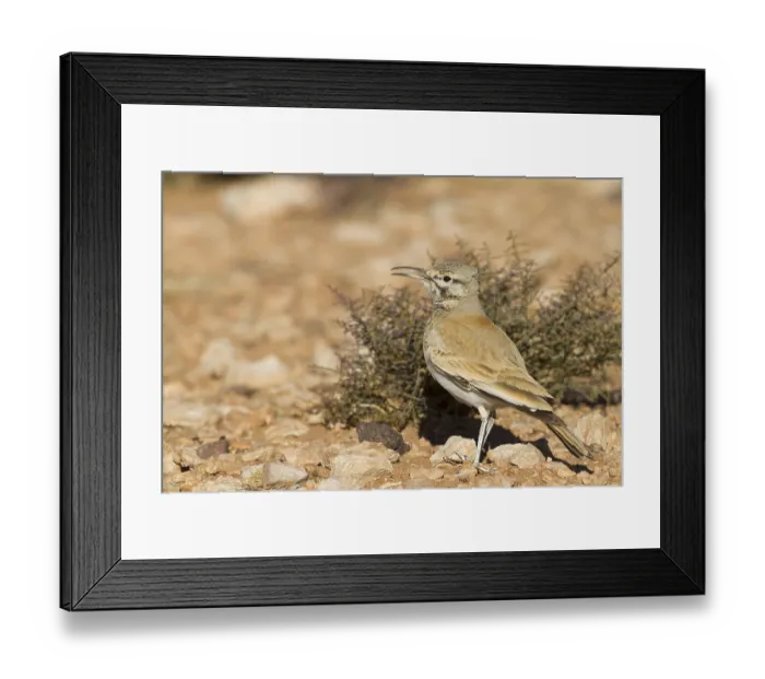 Framed Print : Greater Hoopoe Lark - Wuestenlaeuferlerche - Alaemon alaudipes ssp Framed Print : Greater Hoopoe Lark - Wuestenlaeuferlerche - Alaemon alaudipes ssp