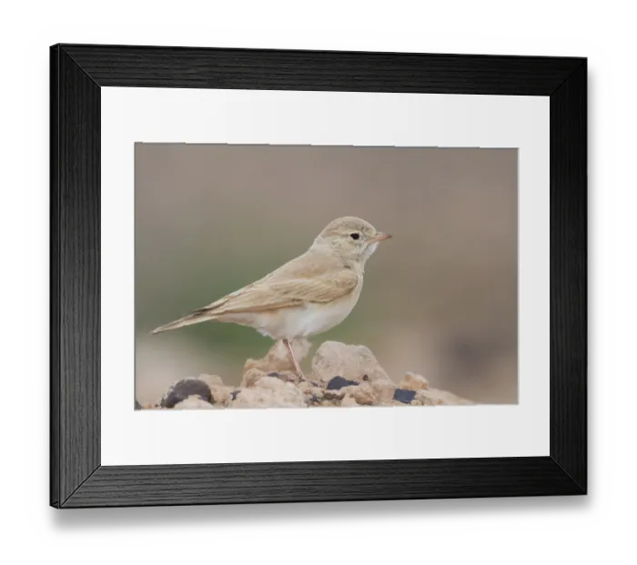 Framed Print : Bar-tailed Desert Lark - Sandlerche - Ammomanes cincturus Framed Print : Bar-tailed Desert Lark - Sandlerche - Ammomanes cincturus