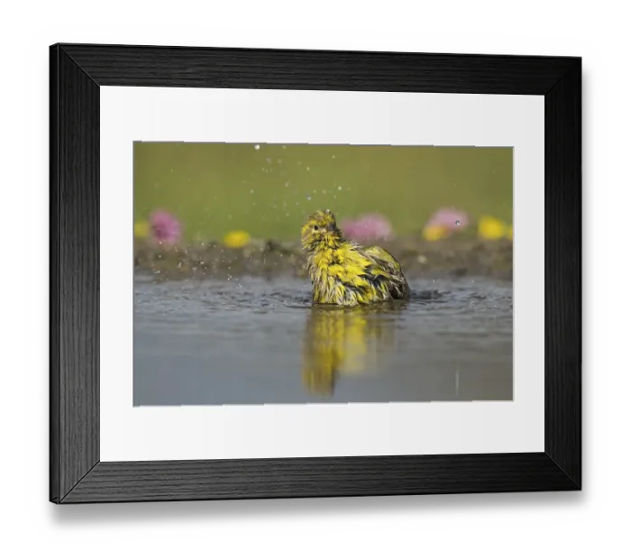 Framed Print : European Serin (Serinus serinus) bathing at a waterhole Framed Print : European Serin (Serinus serinus) bathing at a waterhole