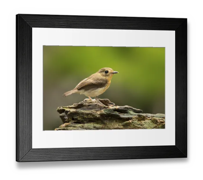 Framed Print : Rufous-chested Flycatcher (Ficedula dumetoria) female Framed Print : Rufous-chested Flycatcher (Ficedula dumetoria) female