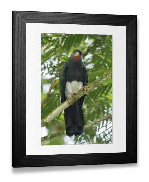 Framed Print : Red-throated Caracara (Ibycter americanus) perched on a branch in the rainforest of Guyana
