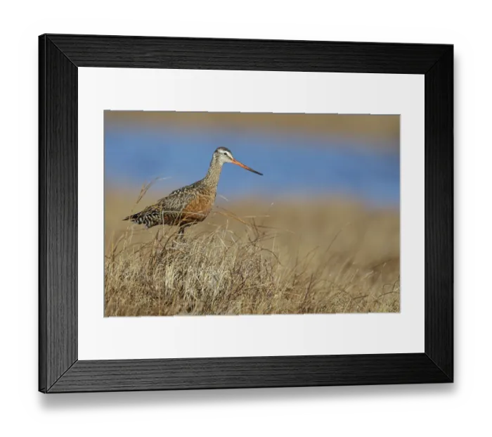 Framed Print : Hudsonian Godwit (Limosa haemastica) perched on the tundra near Churchill