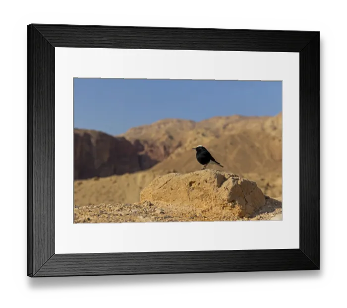 Framed Print : Saharasteinschmaetzer, White-crowned Framed Print : Saharasteinschmaetzer, White-crowned