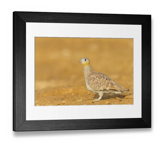 Framed Print : Kronenflughuhn, Crowned Sandgrouse Framed Print : Kronenflughuhn, Crowned Sandgrouse