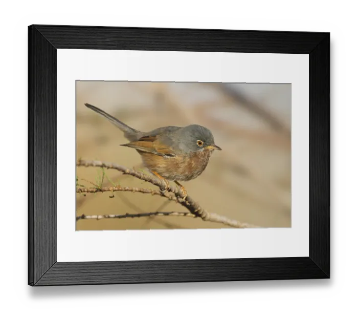 Framed Print : Tristrams Warbler - Atlasgrasmuecke - Sylvia deserticola