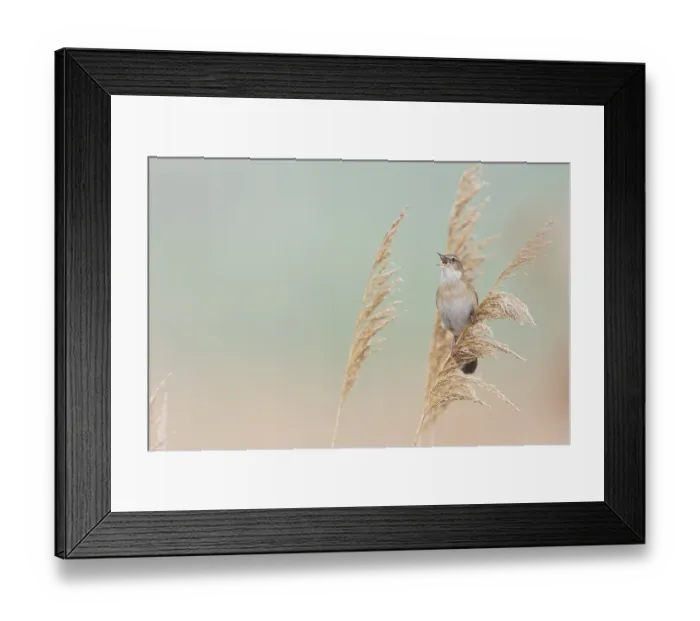 Framed Print : Savis Warbler - Rohrschwirl - Locustella luscinoides Framed Print : Savis Warbler - Rohrschwirl - Locustella luscinoides