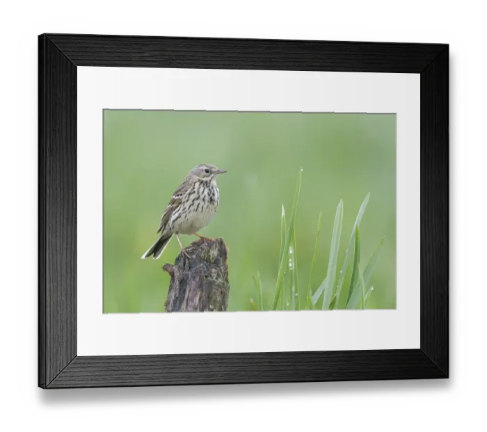 Framed Print : Meadow Pipit - Wiesenpieper - Anthus pratensis ssp