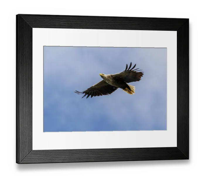 Framed Print : White-Tailed Eagle (Haliaeetus albicilla) Framed Print : White-Tailed Eagle (Haliaeetus albicilla)