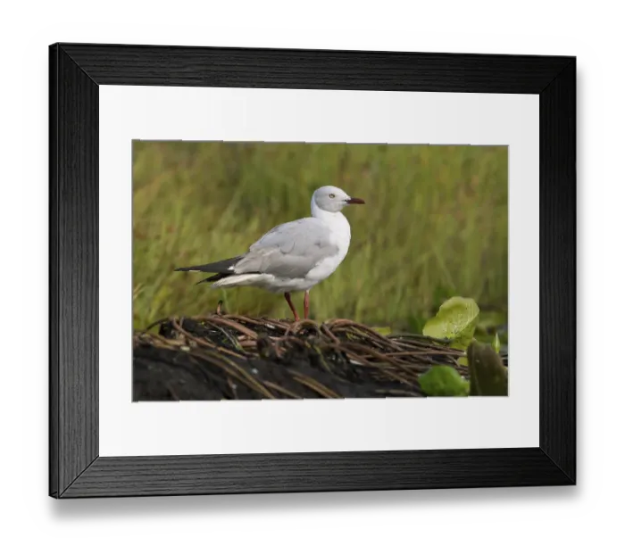 Framed Print : Grey-headed Gull (Chroicocephalus cirrocephalus)