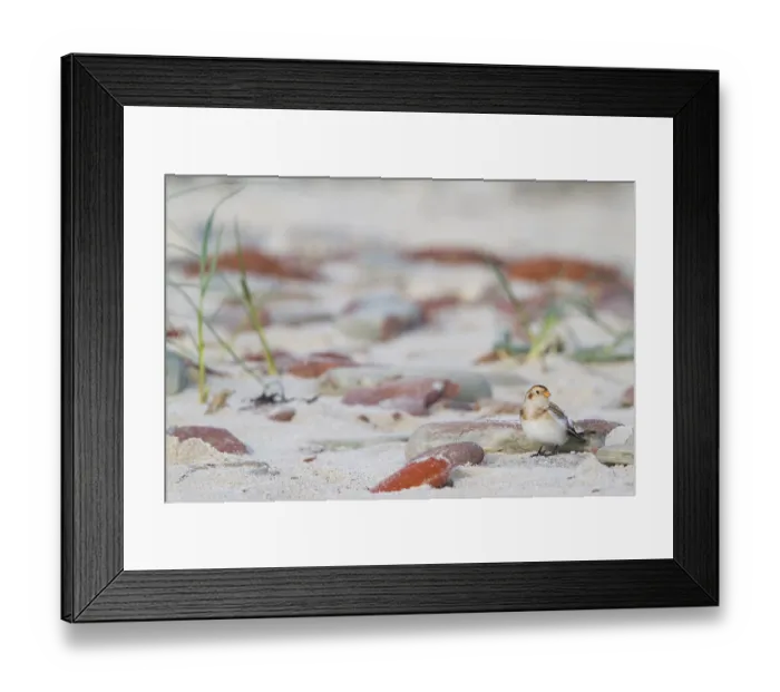 Framed Print : Snow Bunting - Schneeammer - Plectrophenax nivalis ssp