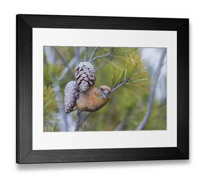 Framed Print : Common Crossbill - Fichtenkreuzschnabel - Loxia curvirostra ssp Framed Print : Common Crossbill - Fichtenkreuzschnabel - Loxia curvirostra ssp