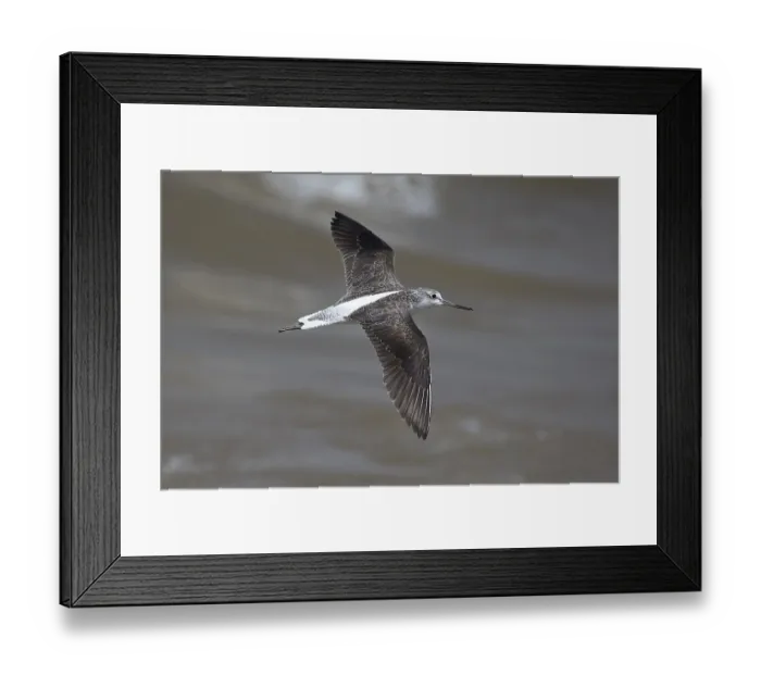 Framed Print : Common Greenshank (Tringa nebularia) flying Framed Print : Common Greenshank (Tringa nebularia) flying
