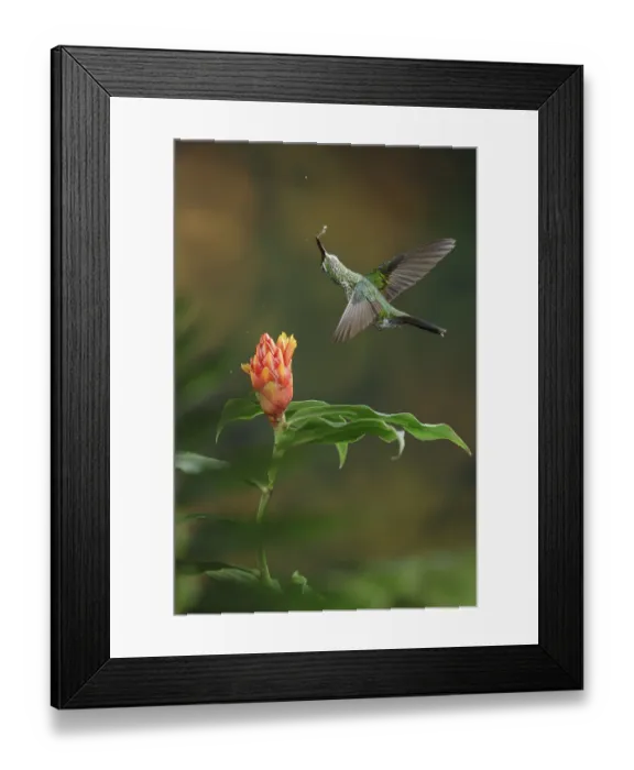 Framed Print : This is one of my favorite hummingbird photos that I have in my collection Framed Print : This is one of my favorite hummingbird photos that I have in my collection
