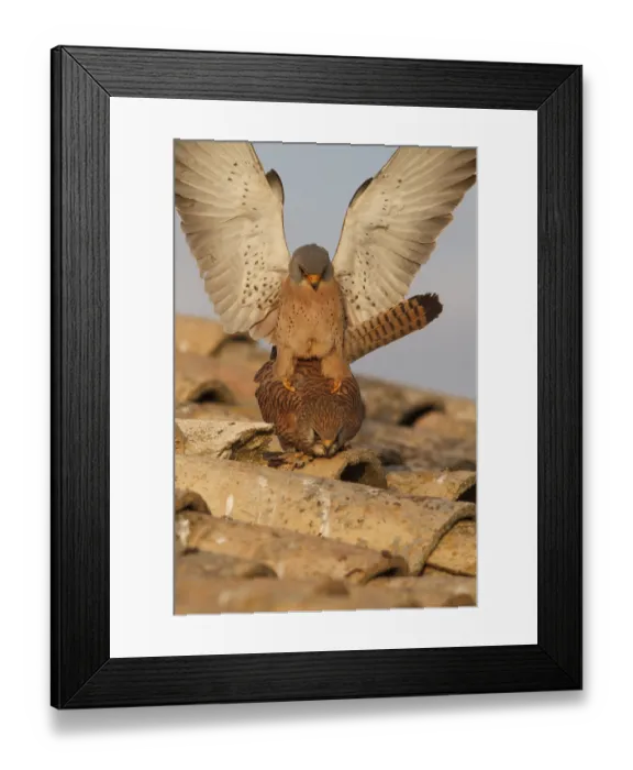 Framed Print : Lesser Kestrel (Falco naumanni)