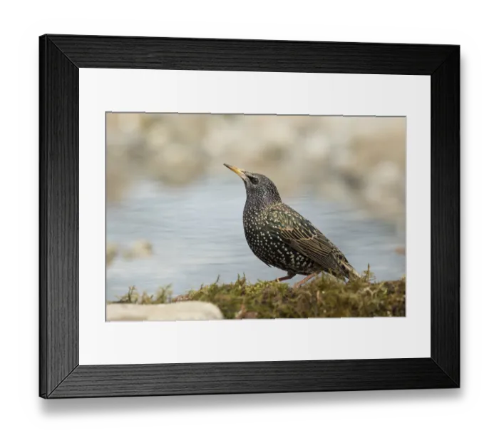 Framed Print : Common Starling (Sturnus vulgaris) female at waterhole Framed Print : Common Starling (Sturnus vulgaris) female at waterhole