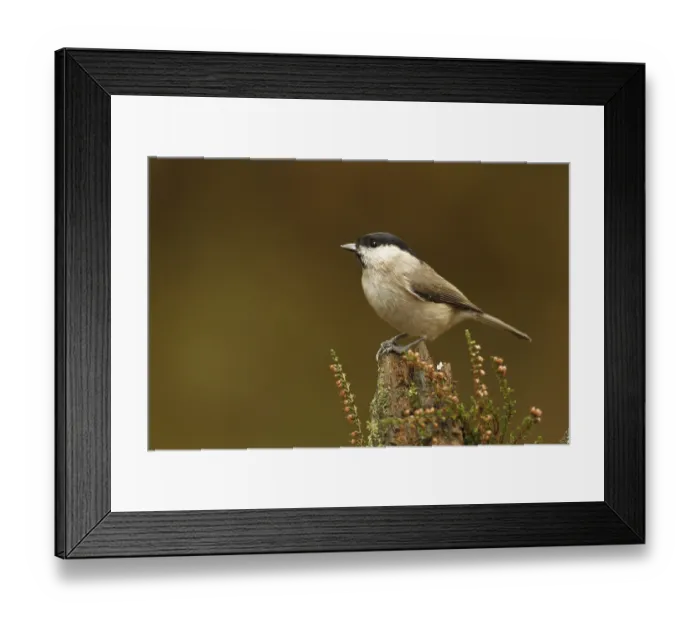 Framed Print : Marsh Tit (Poecile palustris), Rhineland-Palatinate