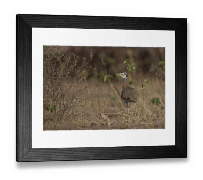 Framed Print : White-bellied Bustard (Eupodotis senegalensis) male