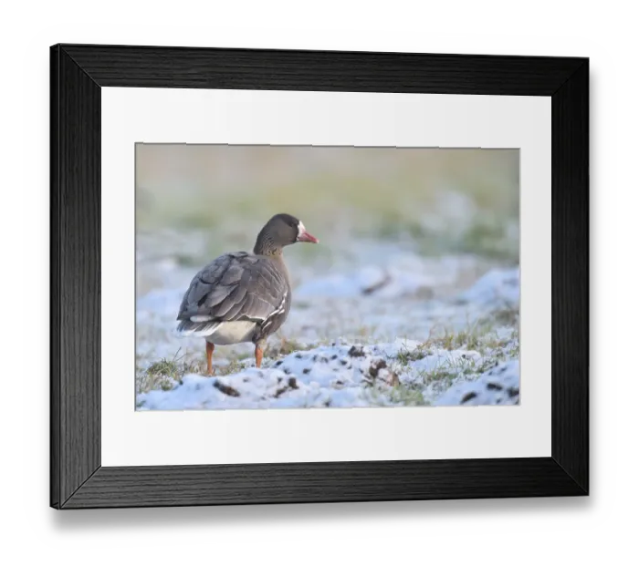 Framed Print : Greater White-fronted Goose (Anser albifrons) on snowy field