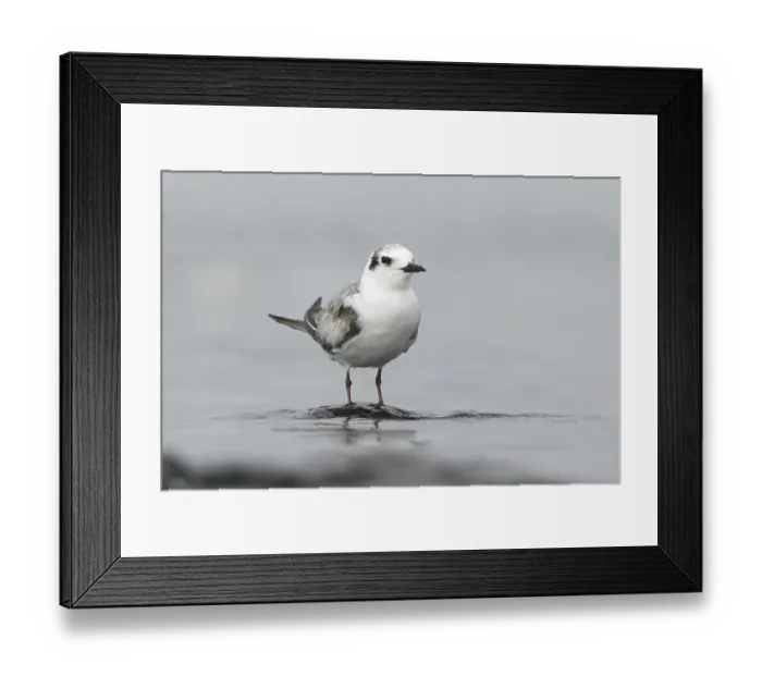 Framed Print : White-winged Tern (Chlidonias leucopterus) Framed Print : White-winged Tern (Chlidonias leucopterus)