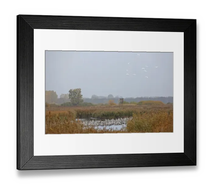 Framed Print : Common Crane & Great Egret (Grus grus & Ardea alba)