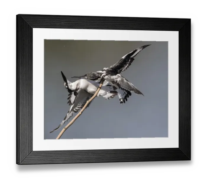 Framed Print : Pied Kingfisher (Ceryle rudis) female in defense posture on a twig Framed Print : Pied Kingfisher (Ceryle rudis) female in defense posture on a twig