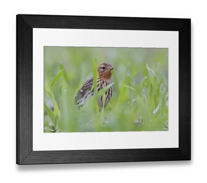 Framed Print : Red-throated Pipit (Anthus cervinus) male
