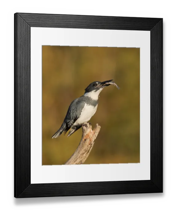 Framed Print : Belted Kingfisher (Megaceryle alcyon) male perched on a branch with fish prey in beak
