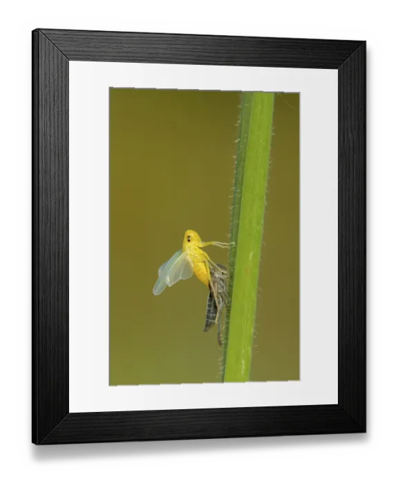 Framed Print : Uitsluipende Groene cicade, emerging Green leafhopper