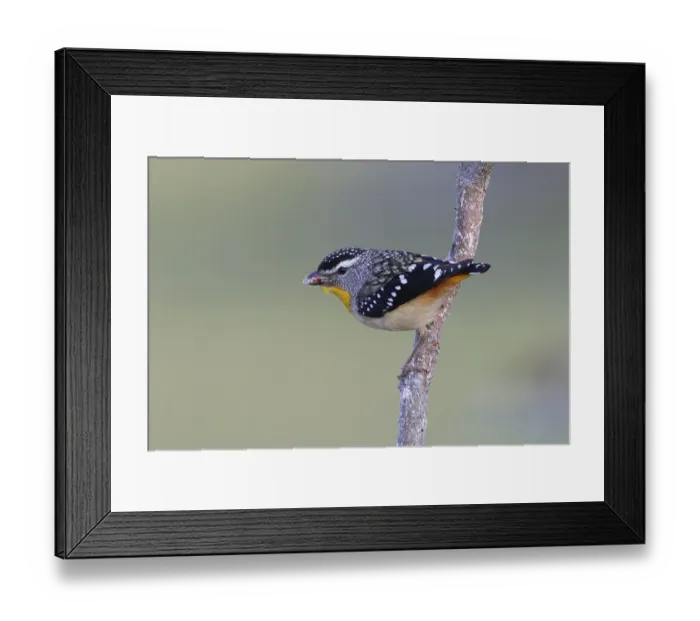 Framed Print : Spotted Pardalote (Pardalotus punctatus) male perched on a branch carrying insect in beak to feed young