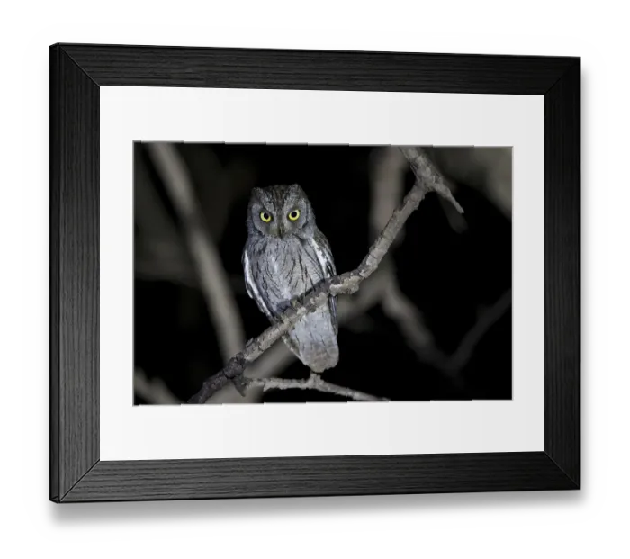 Framed Print : Arabian Scops Owl (Otus pamelae) perched on a branch Framed Print : Arabian Scops Owl (Otus pamelae) perched on a branch