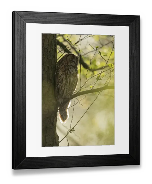 Framed Print : Tawny Owl (Strix aluco) perched on a branch Framed Print : Tawny Owl (Strix aluco) perched on a branch